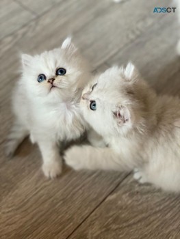 Chinchilla Persian Kittens 