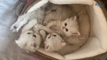 Chinchilla Persian Kittens 