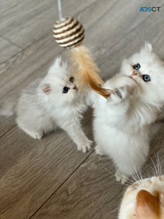 Chinchilla Persian Kittens 