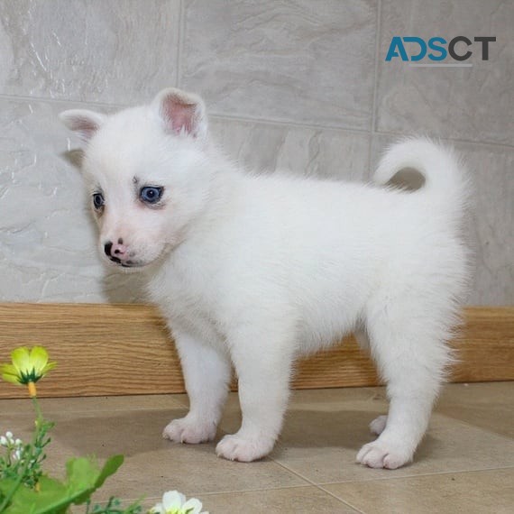 Pomsky Puppies Available for sale 