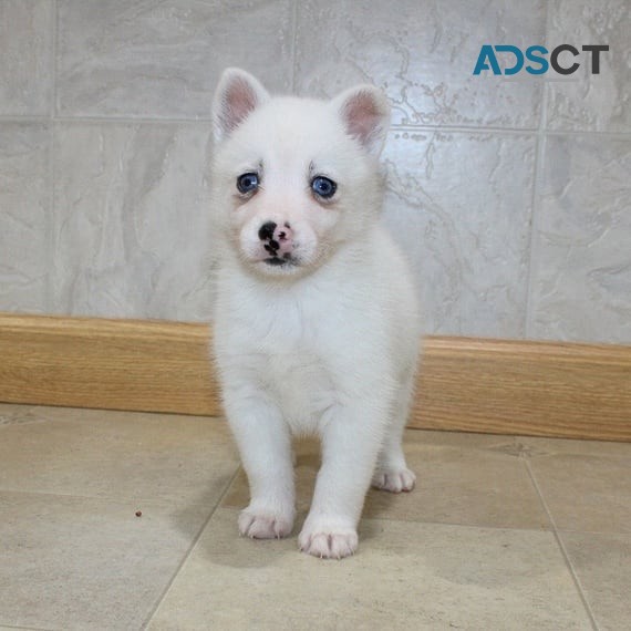 Pomsky Puppies Available for sale 