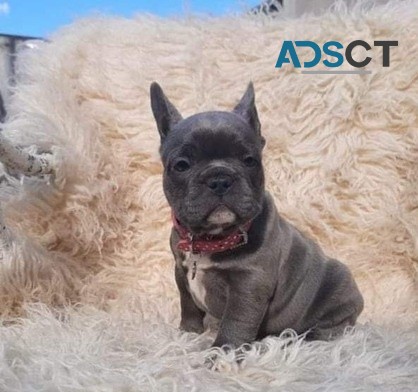 French Bulldog puppies for sale