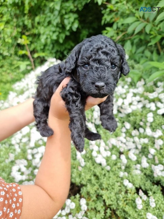 TOY POODLE PUPPIES FOR SALE 