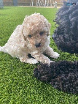 TOY POODLE PUPPIES FOR SALE 