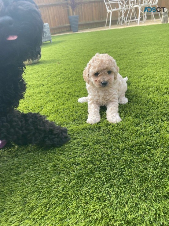 TOY POODLE PUPPIES FOR SALE 