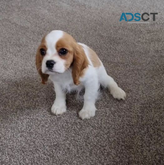 Cavalier King Charles Spaniel Puppies