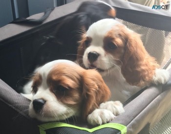 Cavalier King Charles Spaniel Puppy