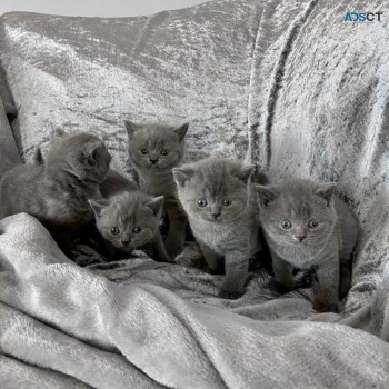  Blue British Shorthair Kittens