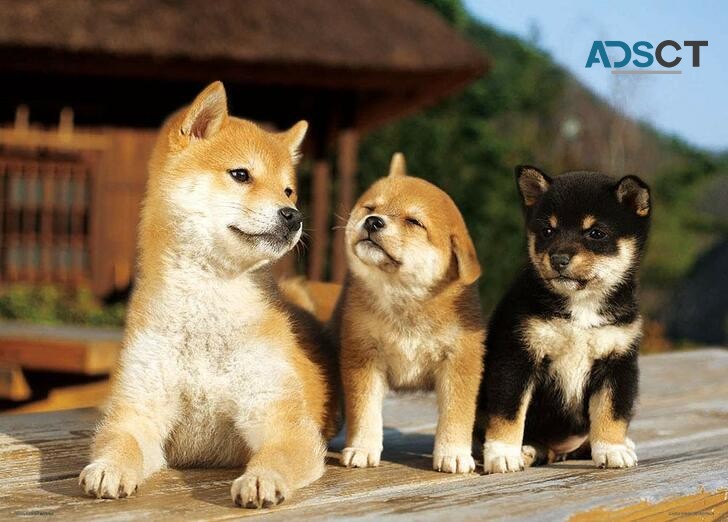 SHIBA  INU  PUPPIES FOR SALE