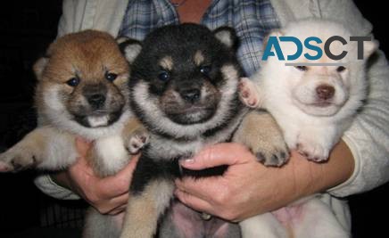 SHIBA  INU  PUPPIES FOR SALE