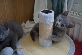 Socialized Russian Blue kittens