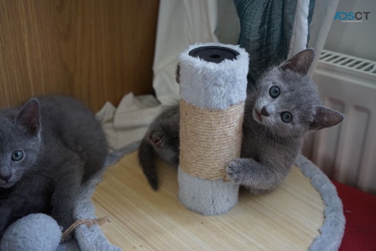 Socialized Russian Blue kittens