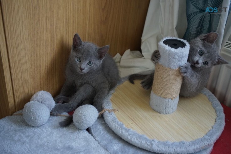 Socialized Russian Blue kittens