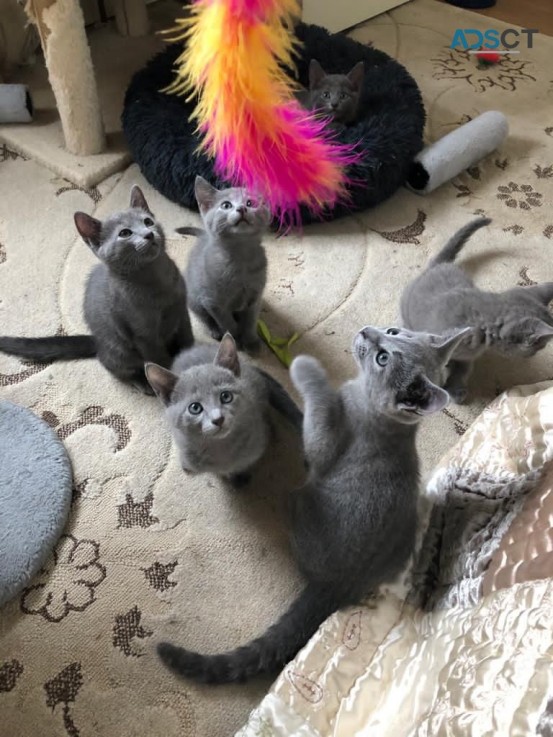 Socialized Russian Blue kittens