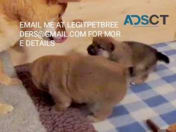 SHIBA  INU  PUPPIES FOR SALE