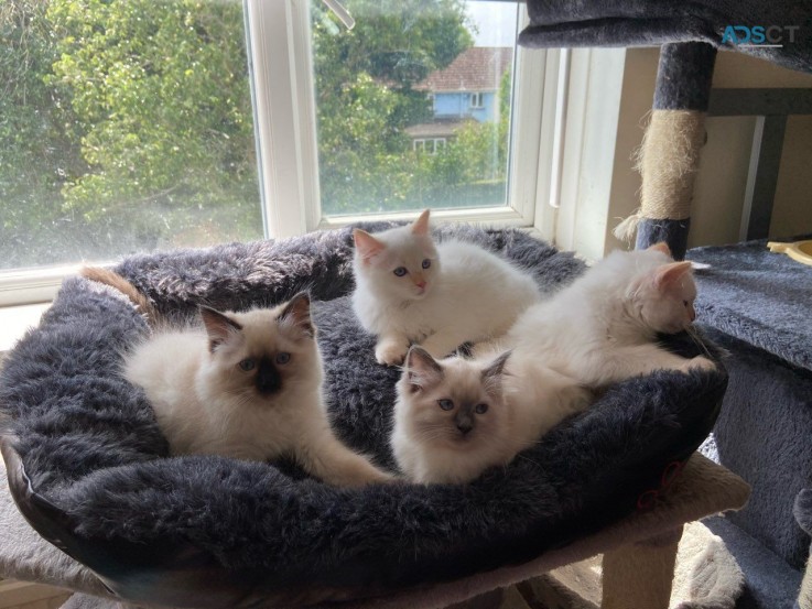 Gorgeous Ragdoll kittens