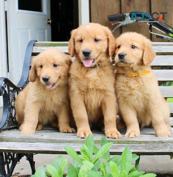 Golden Retriever Puppies For Sale