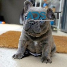 French Bulldog puppies for sale