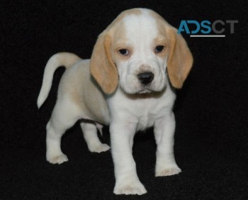 Beagle puppy for sale