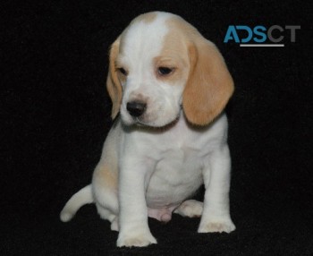 Beagle puppy for sale