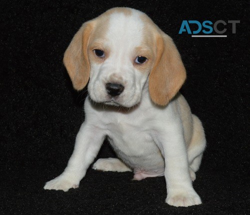 Beagle puppy for sale