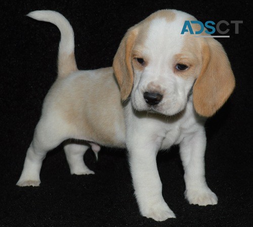 Beagle puppy for sale