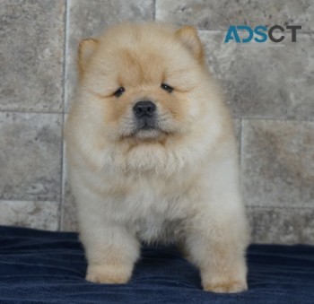 chow chow puppy for sale