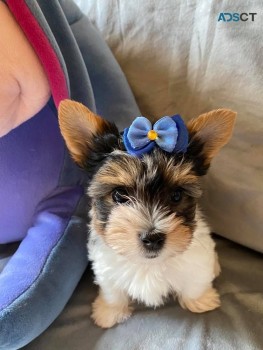 Lovable Yorkshire Terrier Pups for sale