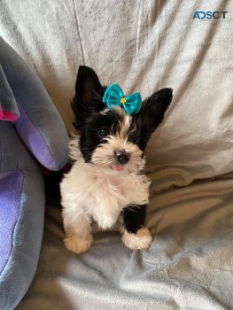 Adorable Yorkshire Terrier Puppies 