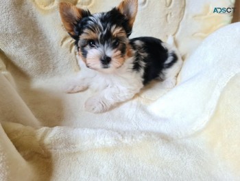 Yorkie Puppies Available for sale 