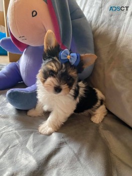 Yorkie Puppies Available for sale 