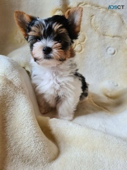 Tiny AKC Yorkie Puppies for Sale