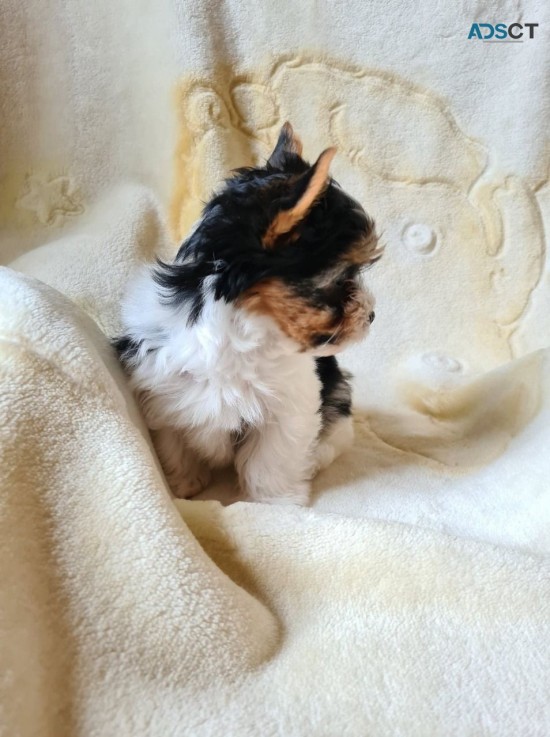 Tiny AKC Yorkie Puppies for Sale