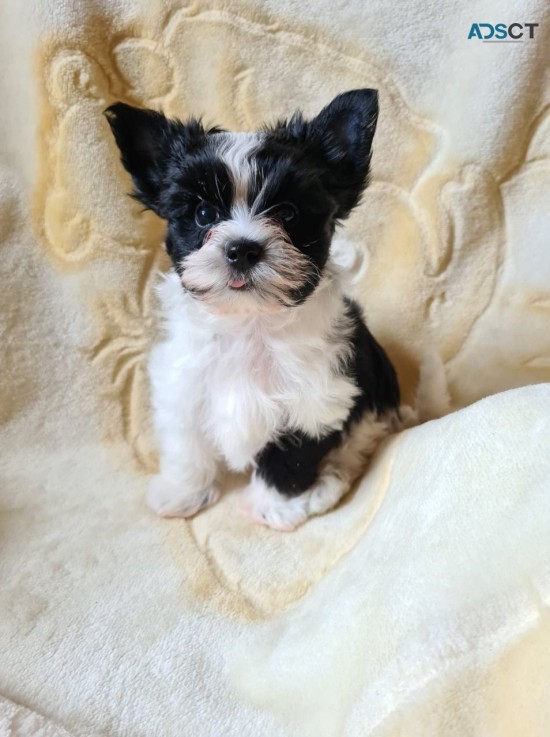 Adorable Yorkshire Terrier Puppy for sal