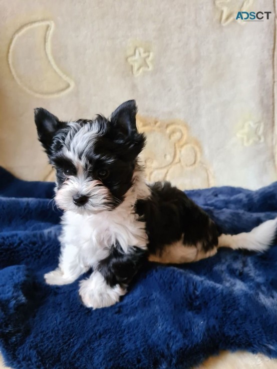 Yorkshire Terrier Puppies for sale 