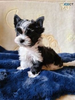 2 Tea-cup Yorkie Puppies for sale 