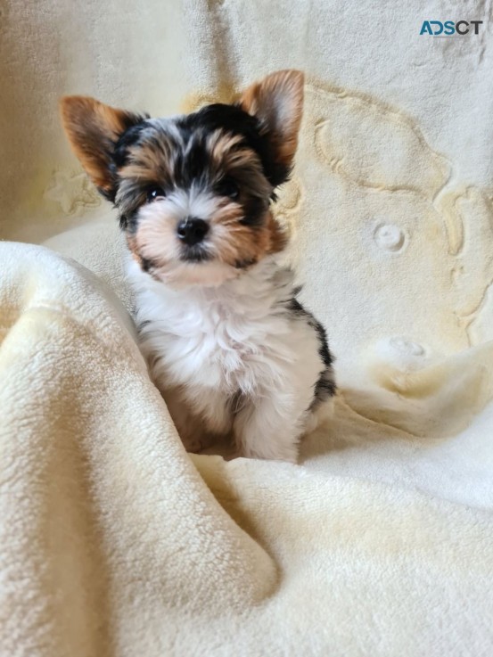 2 Tea-cup Yorkie Puppies for sale 