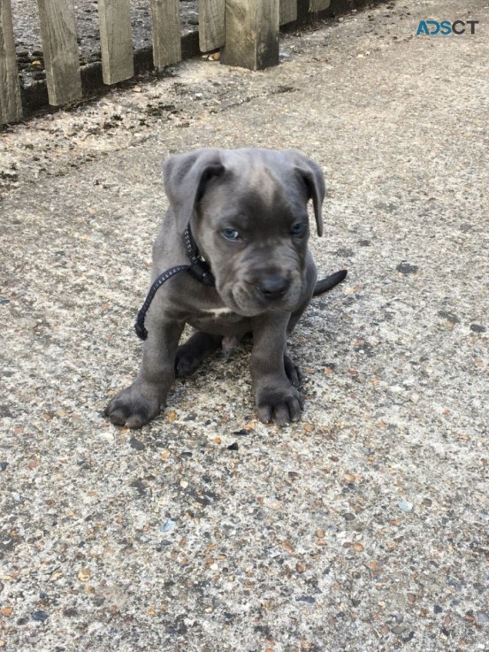 Stunning Cane Corso Puppies for sale 