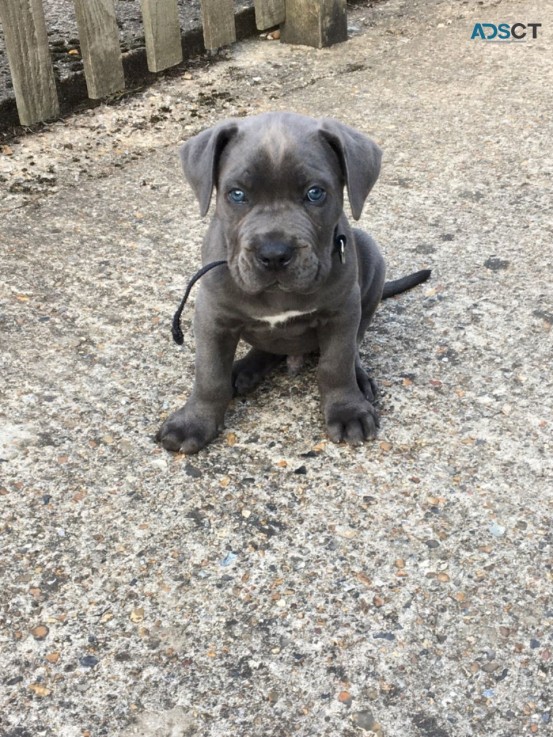 Awesome Cane Corso Puppies for sale 