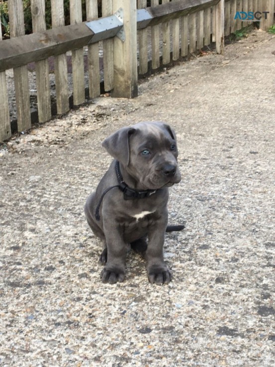 cane corso puppies available for sale 