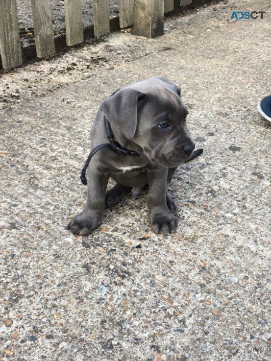 cane corso puppies available for sale 