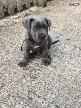 Cane Corso Puppies for sale 