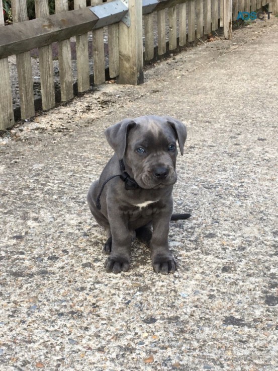 Cane Corso Puppies for sale 