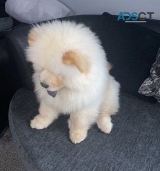 HEALTHY CHOW CHOW PUPPIES FOR SALE