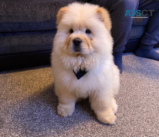 HEALTHY CHOW CHOW PUPPIES FOR SALE