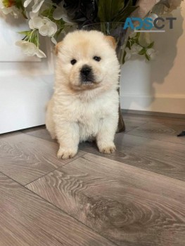 Chow Chow Pup for Sale