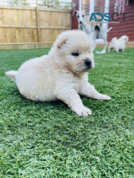 Chow Chow Puppies Available for sale 