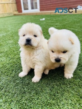 CHOW CHOW PUPPIES FOR SALE