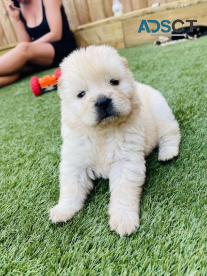 CHOW CHOW PUPPIES FOR SALE