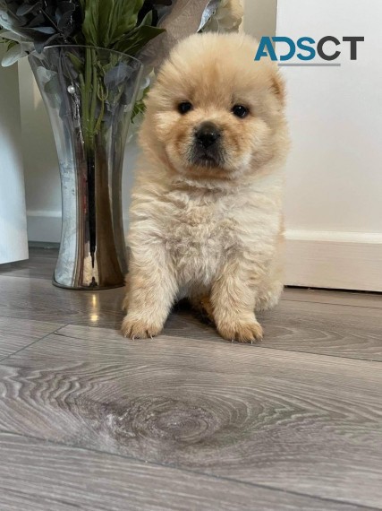 Lovely Chow Chow Puppies for sale